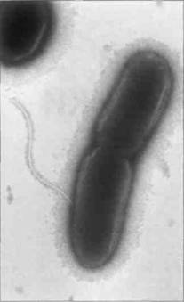 termofily-proshloe-planety-buduschee-biotehnologii
